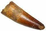 Fossil Spinosaurus Tooth - Real Fossil Tooth #370705-1